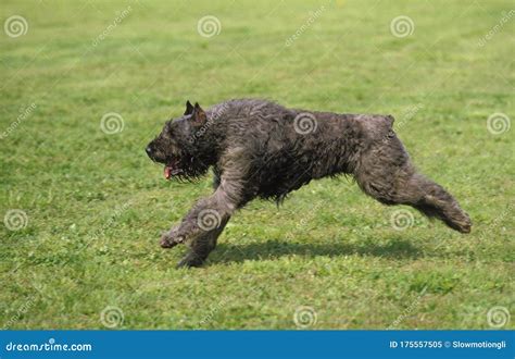 Belgian Cattle Dog or Flanders Cattle Dog Old Standard Breed with Cut ...