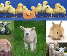 Image result for Spring Animals Cavorting