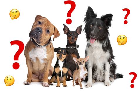 Most Popular Dog Breeds Uk 2020 Kennel Club at Patrice Hassinger blog