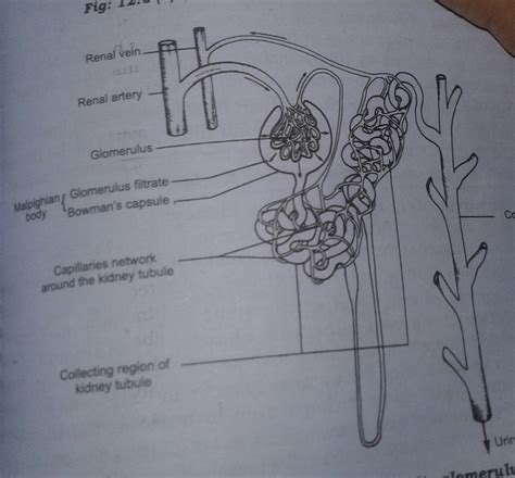 draw a well labelled diagram of a nephron - Brainly.in