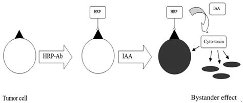 Advances on Delivery of Cytotoxic Enzymes as Anticancer Agents