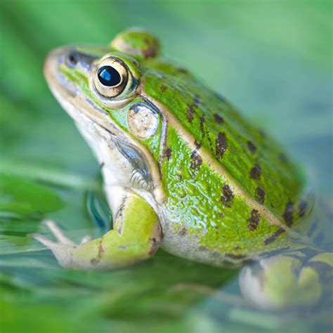 Frog Spirit Animal Meaning