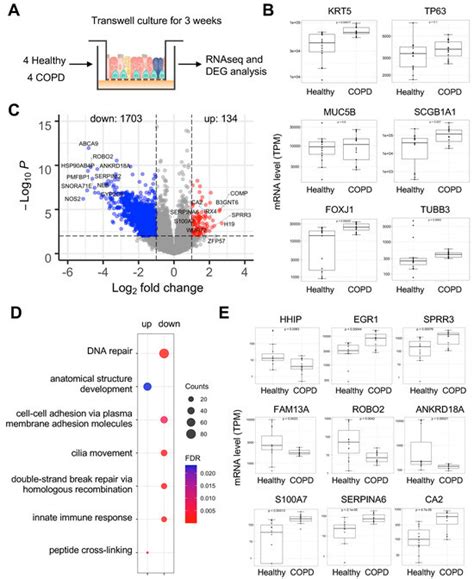 Host Serine Proteases and Antiviral Innate Immunity as Potential ...