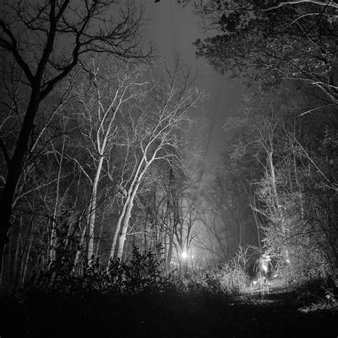 Download wallpaper 2780x2780 forest, trees, glow, night, black and ...