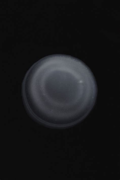 Ismail Bahri. Detail Se Dilate | Meer