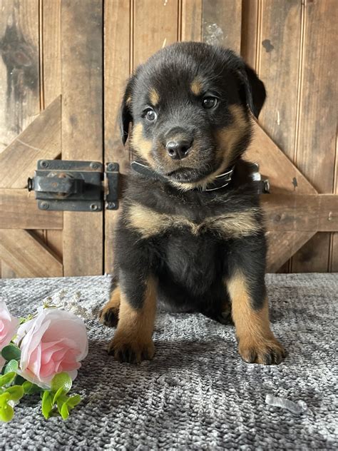 Lancaster Puppies Reviews