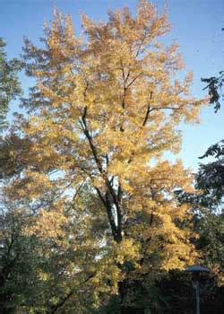 Image result for Silver Maple Tree Fall Color