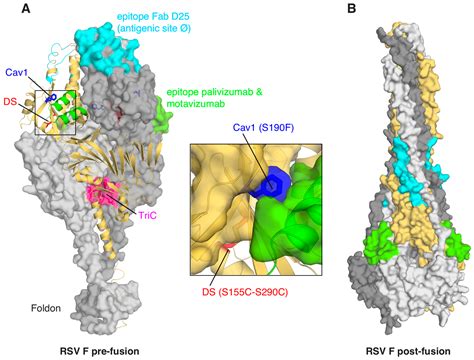 Protein Crystallography in Vaccine Research and Development