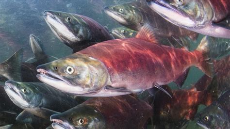 The Dirty Dozen: Why BC’s Mining System Must Evolve to Protect Salmon and Communities ...