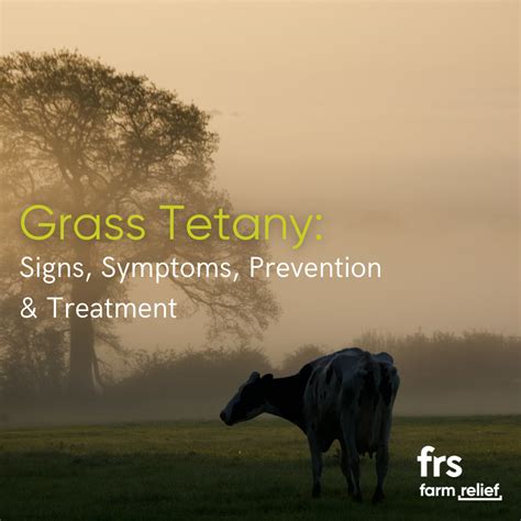 Grass Tetany – Signs, Symptoms, Prevention & Treatment - FRS Farm ...