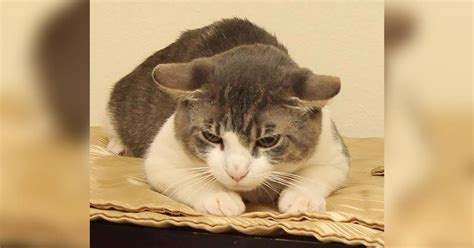 Man accused of force-feeding meth to his cat | FOX 13 Seattle