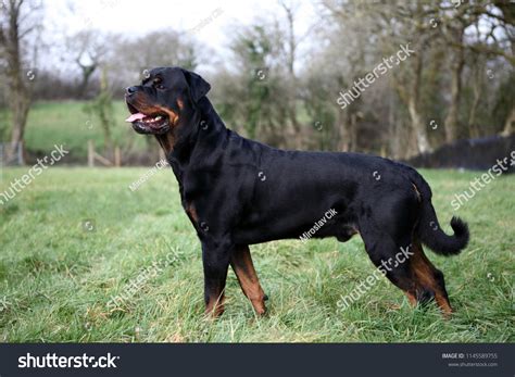 Rottweiler With Tail
