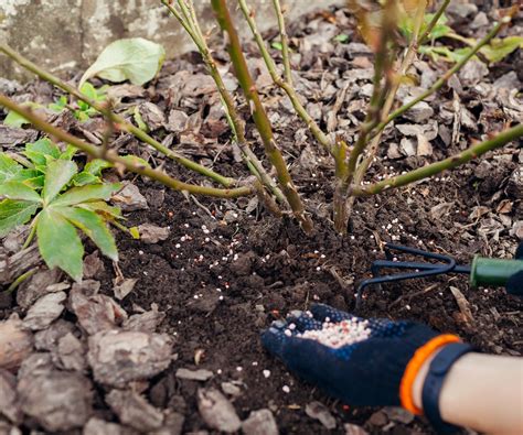 Signs Your Garden Has Too Much Fertilizer And How To Fix It