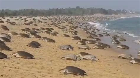 Indian Coast Guard launches ‘Operation Olivia’ to protect Odisha's ...