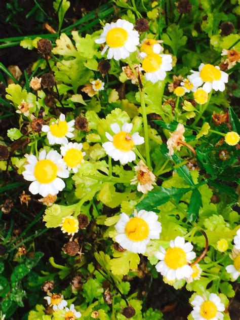 Golden Fever few Tanacetum parthenium 'Aureum' | All plants, Plants, Green