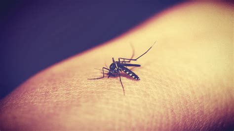 蚊子为什么要吸血（蚊子是怎么吸血的）_可可情感网