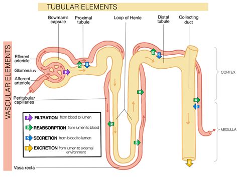 How Filtration Occurs In The Nephron at Zoe Nixon-smith blog