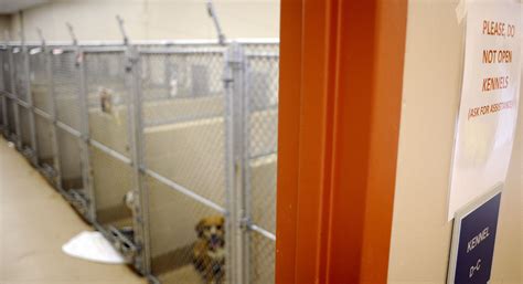 Collin County animal shelter halts dog adoptions over distemper cases