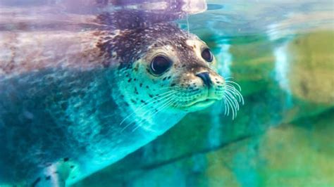 Dubai Stopover Pass—Dubai Tourism’s latest gift for traveller | TimesTravel