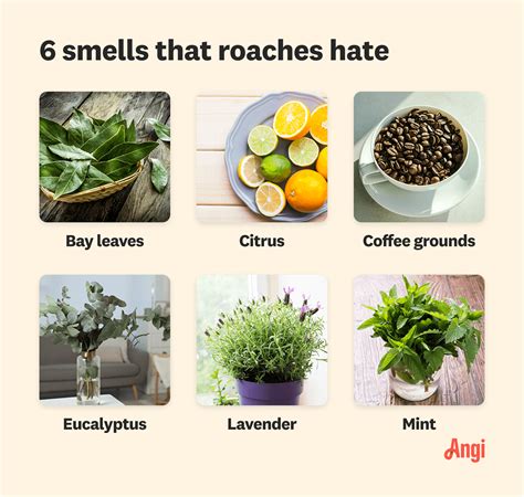 What Smell Do Roaches Hate? | Angi