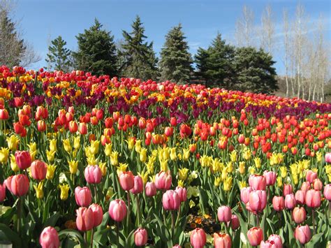 Tulips Festival Thanksgiving Point at Donald Mccann blog