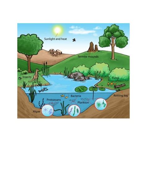 Abiotic component Types 的图像结果