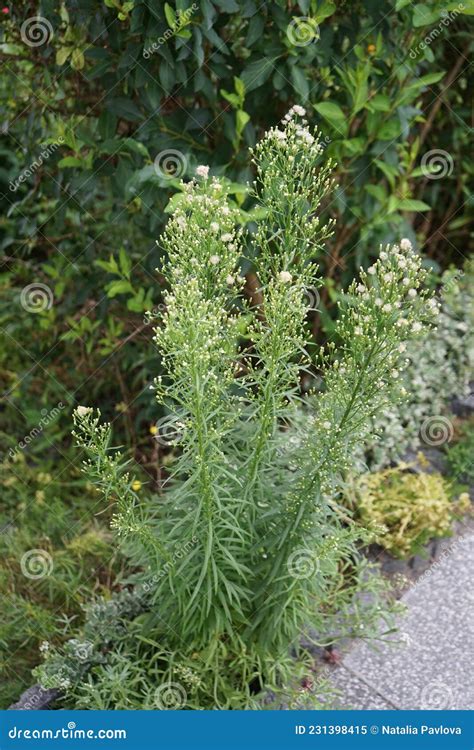 Erigeron Canadensis, Syn. Conyza Canadensis, is a Herbaceous Plant, a Species of the Genus ...