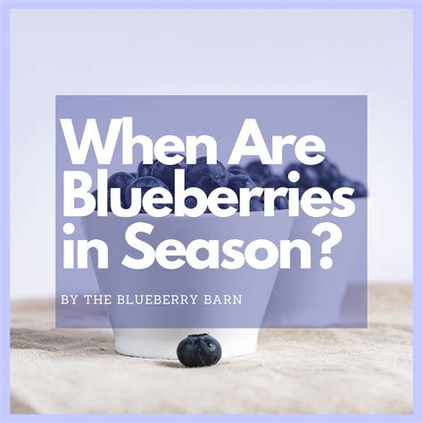 When Are Blueberries in Season? – The Blueberry Barn