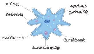 ஒரு செல் மற்றும் பல செல் உயிரினங்கள் - விலங்குலகம் | பருவம் 1 அலகு 5 ...