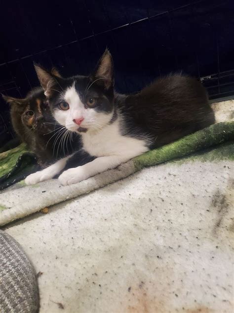 Adoptions,AK Krazy Kats Kitten & Kitty Korner , PetSmart (Anchorage, AK ...