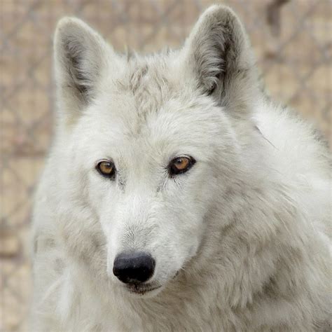 Image result for Wolves Ladybug