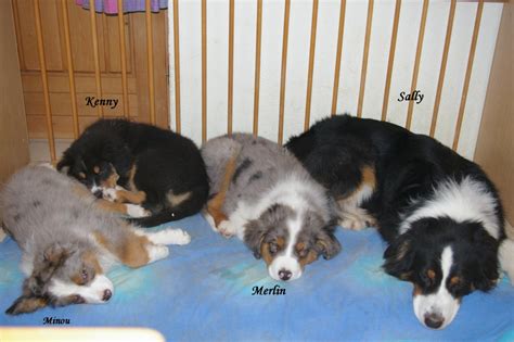 Australian Shepherd Welpen in Füramoos | Tiere | Kleinanzeigen