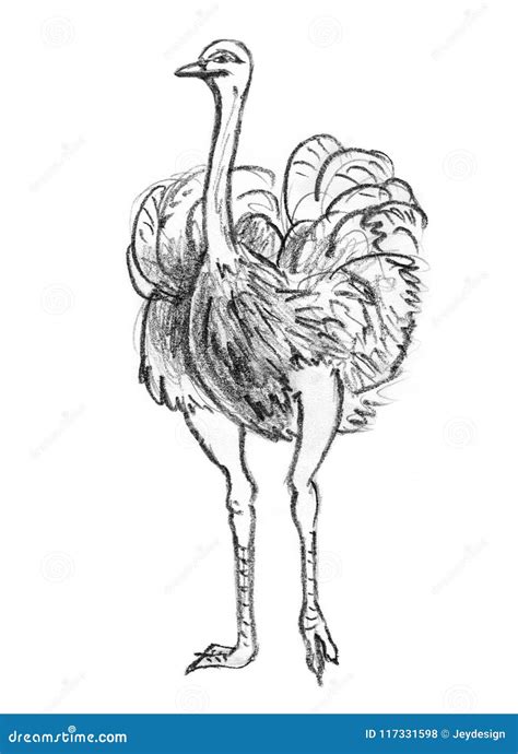Pencil Sketch of Ostrich, Hand Drawing Stock Illustration ...
