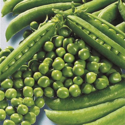 Pea Seeds Harita (Matar) – Urja Seeds