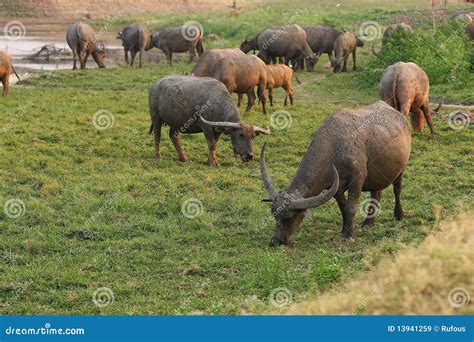 What Is A Bunch Of Buffalo Called at Xavier Guerard blog