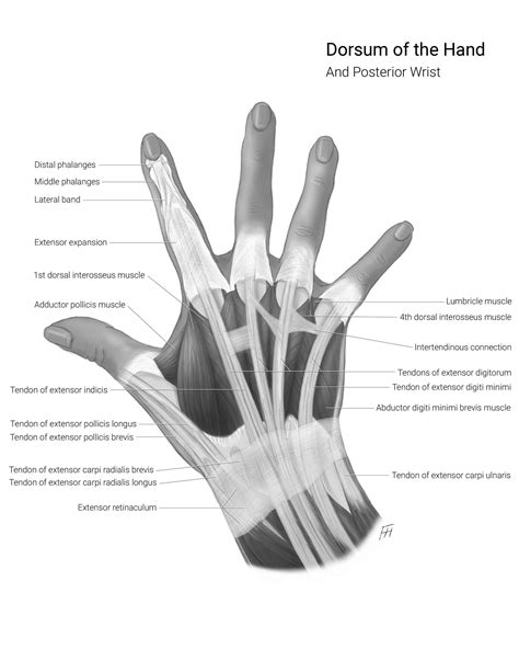 Dorsum Anatomy