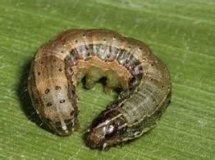Jammu launches fall armyworm awareness drive in partnership with CABI