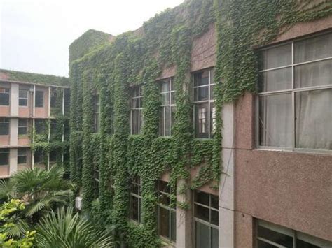 郑州高校图书馆长满爬山虎 室内比室外至少低3℃_新浪河南_新浪网