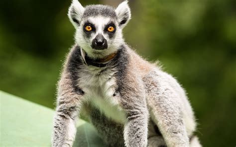 Download wallpaper 3840x2400 lemur, surprisingly, stand 4k ultra hd 16: ...