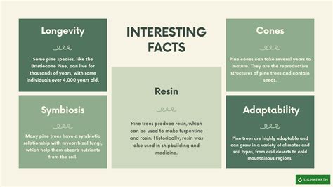 Pine Trees: Varieties, Care Tips And Uses In Gardens - Sigma Earth