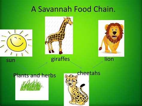 PPT - The Savannah Ecosystem. PowerPoint Presentation, free download ...