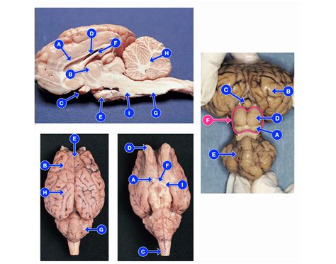 Sheep brain anatomy Quiz