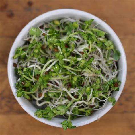 Image result for Radish Seeds Sprouting