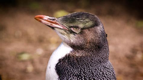 The Worlds Most Endangered Penguins Endangered Penguins World