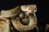 Image result for Catching Amethystine Python's