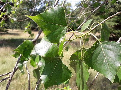 Populus fremontii S.Watson | Plants of the World Online | Kew Science