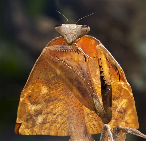 Dead Leaf Mantis. : r/macrophotography