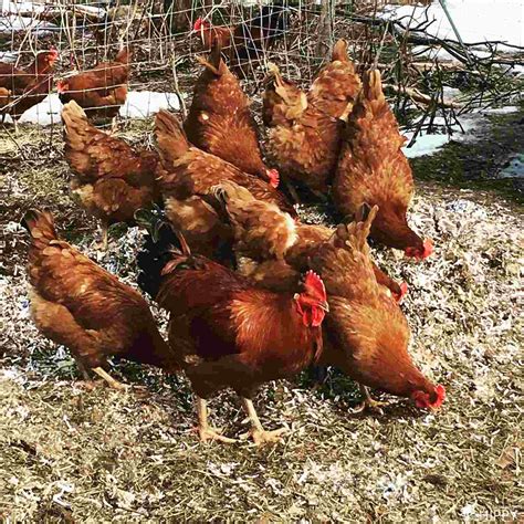 So, Are All Chickens Female?