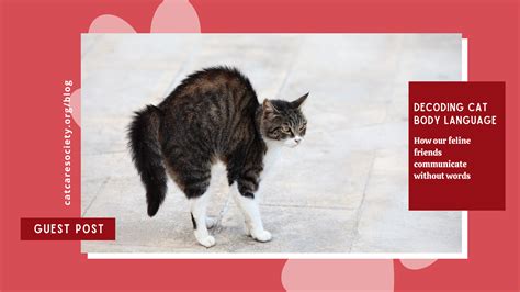 Cat Body Language 的图像结果