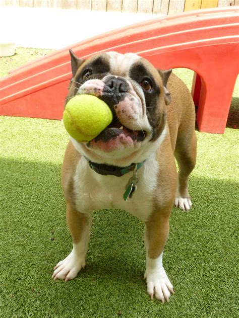 Pet Daycare, Boarding & Bathing | Crescent City Vet